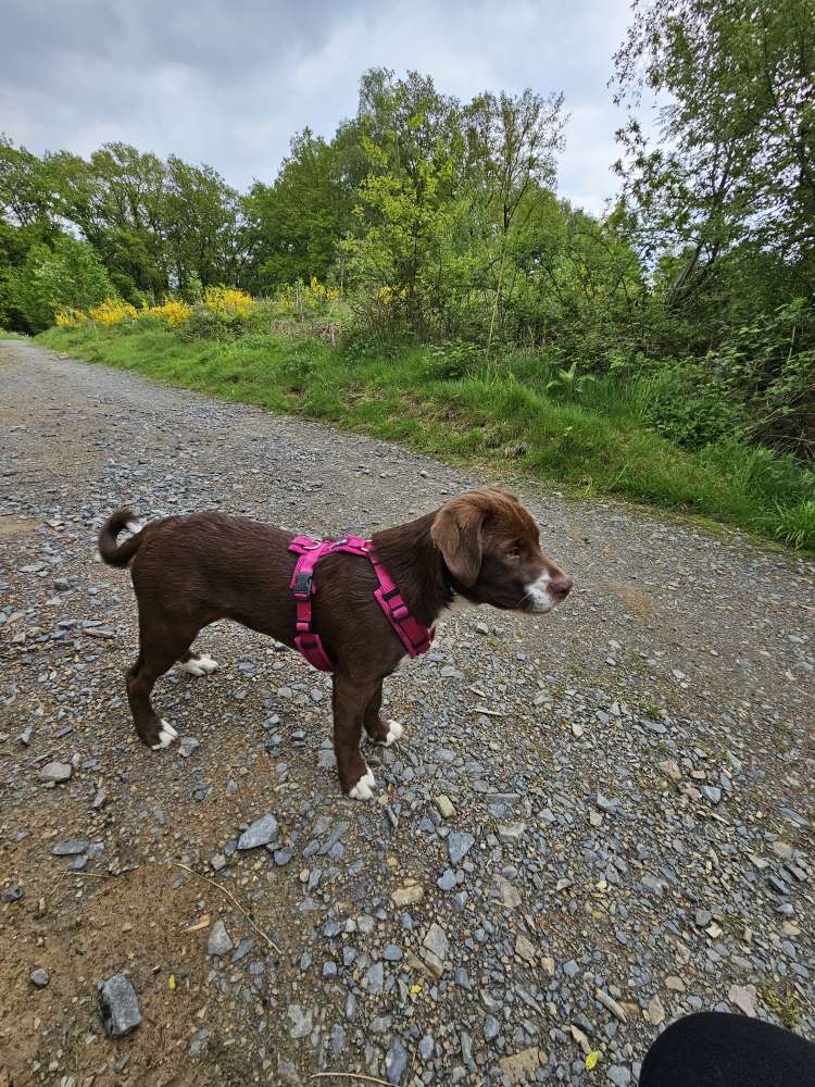 Hundetreffen-Spielen und Spazieren gehen-Profilbild