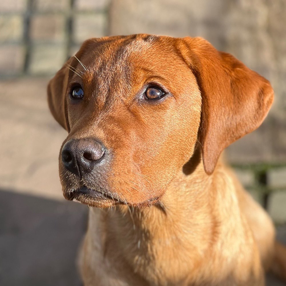 Hundetreffen-Welpentreffen-Profilbild