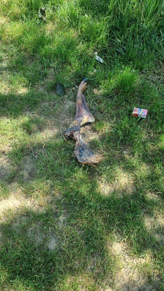 Giftköder-Wildabfälle-Profilbild