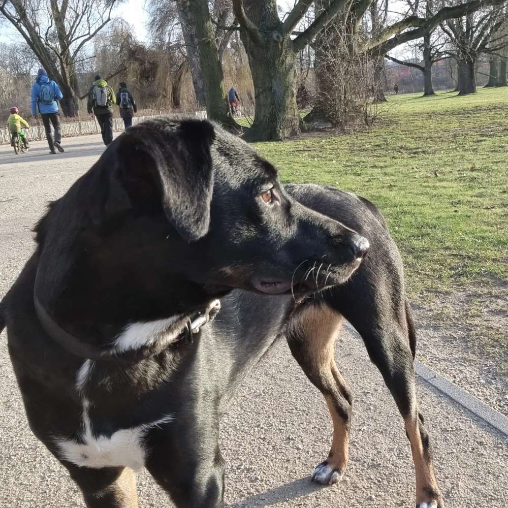 Hundetreffen-Alexa sucht Freunde-Profilbild