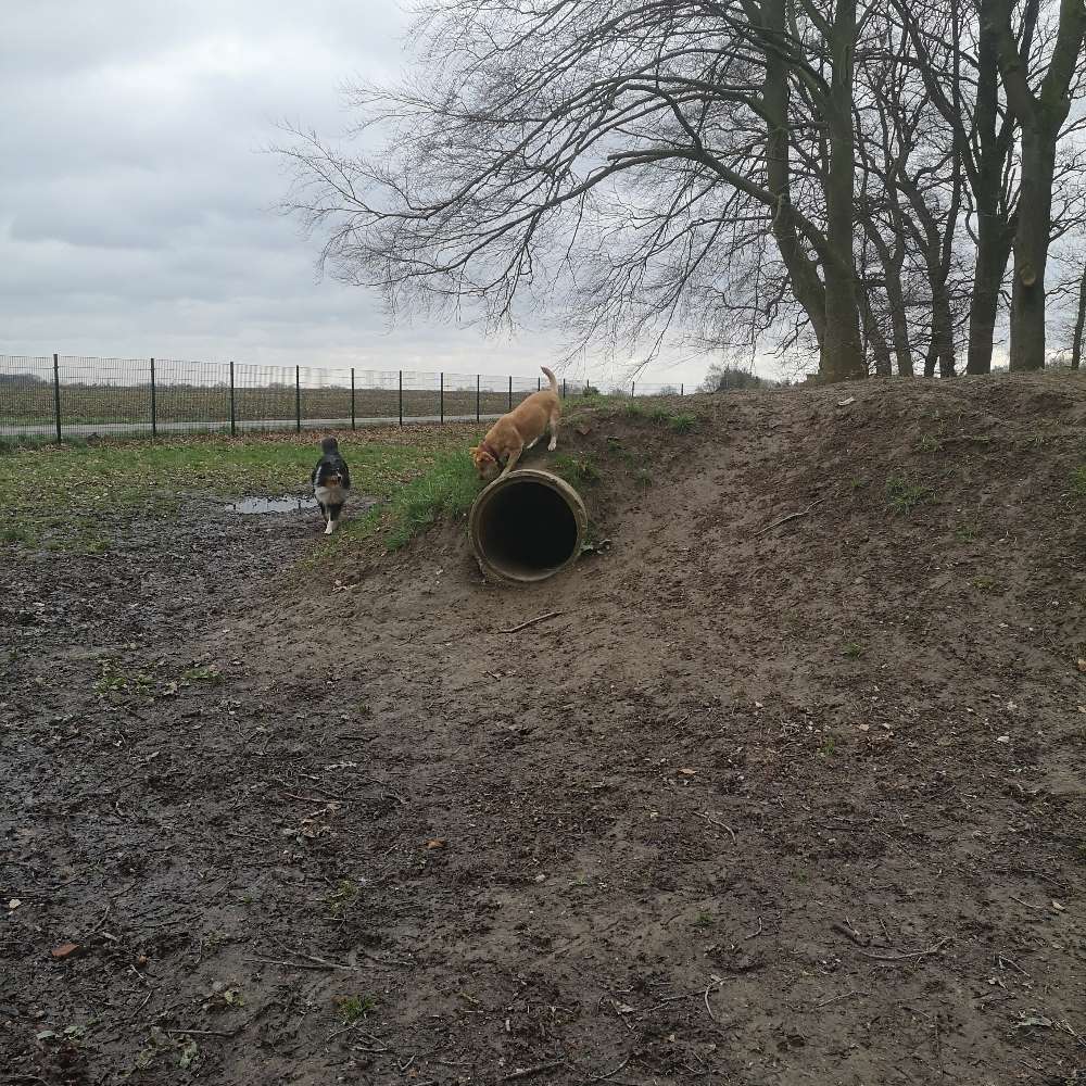 Hundetreffen-Hundetreff in Ankum-Profilbild