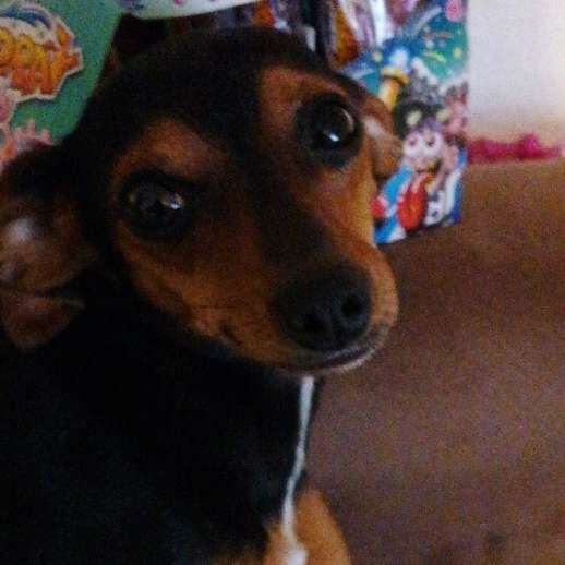 Hundetreffen-Pfotentreff in Kronau-Profilbild