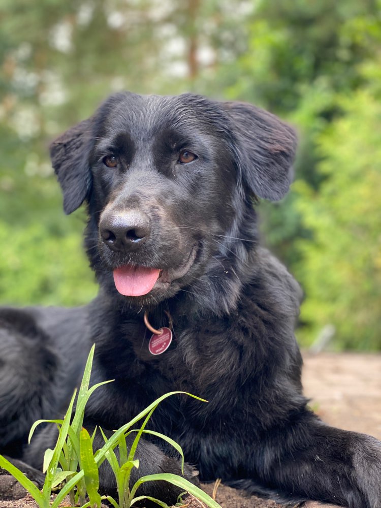 Hundetreffen-Training/ Gassi / Spiel-Profilbild