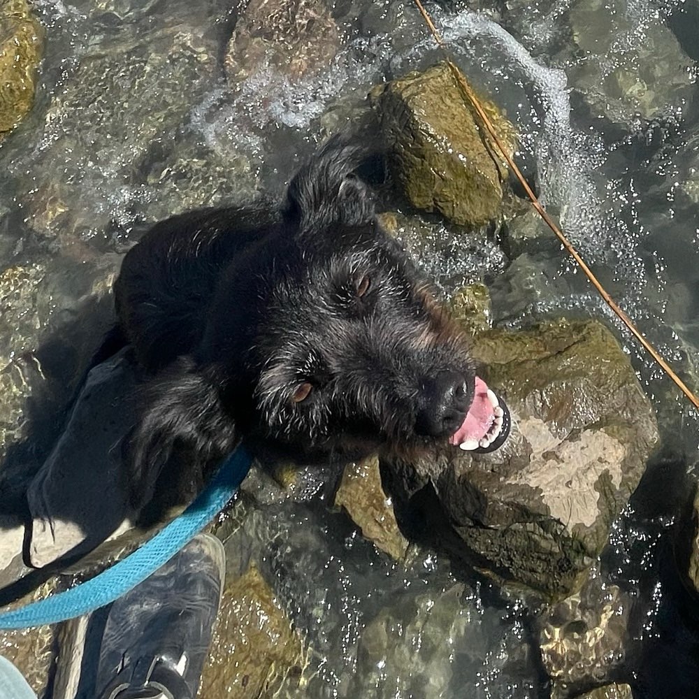 Hundetreffen-Geimeinsames Reaktivitätstraining-Profilbild