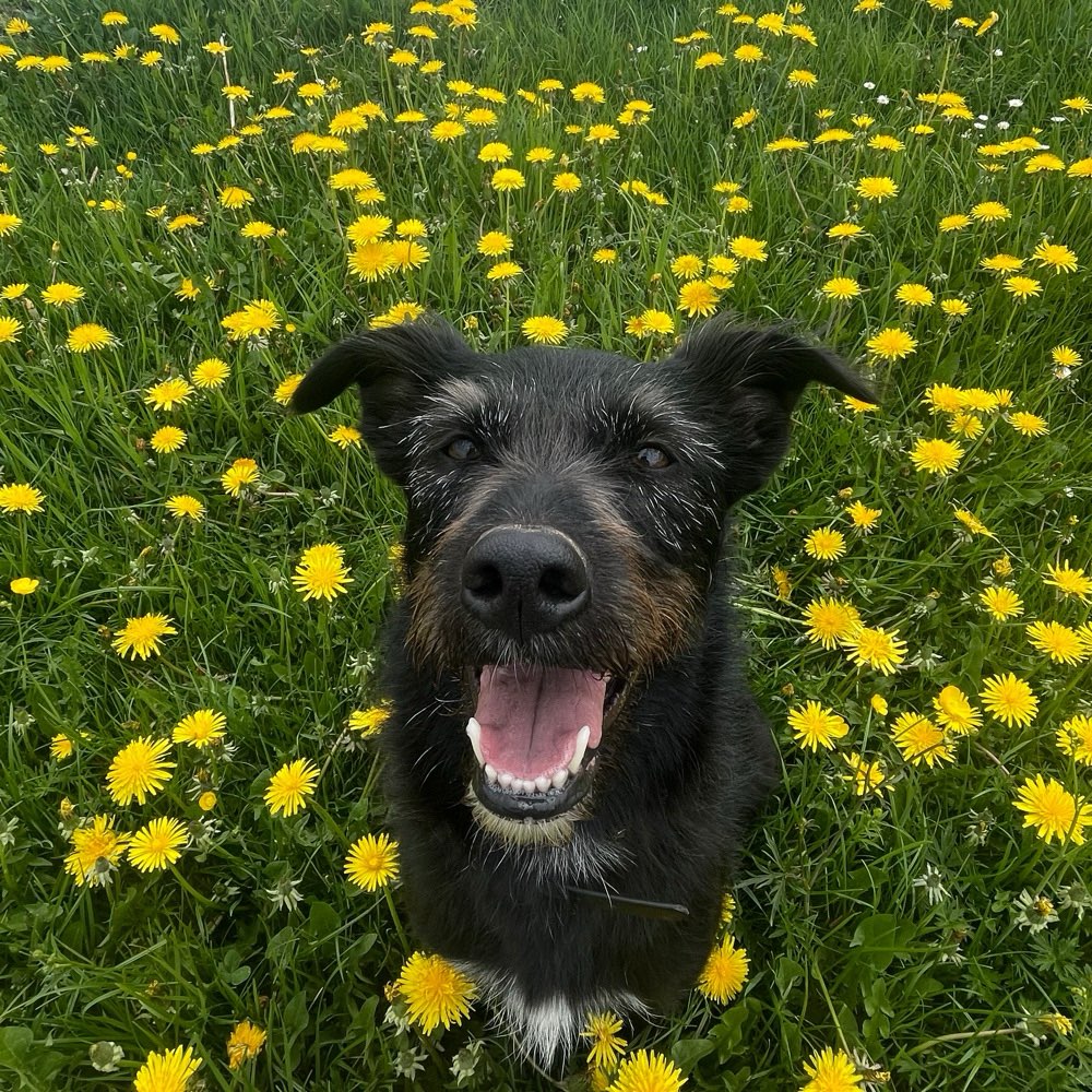 Hundetreffen-Geimeinsames Reaktivitätstraining-Profilbild