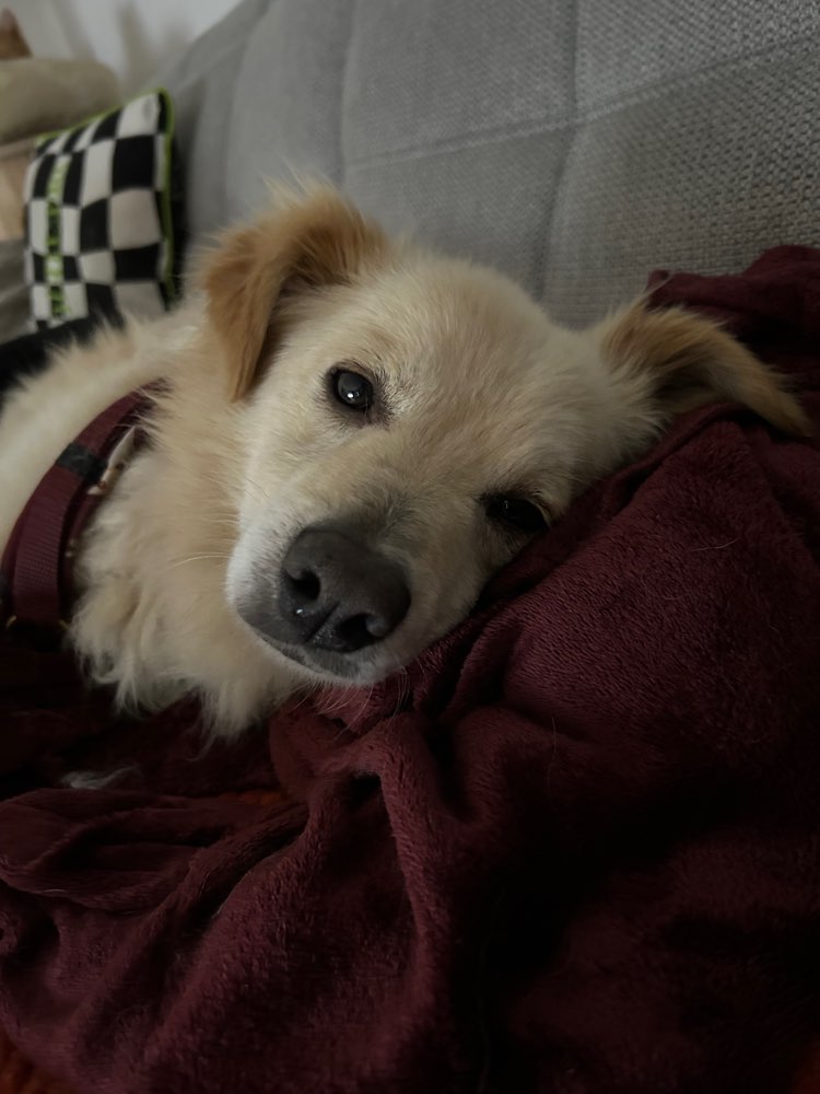 Hundetreffen-Gassi im Park Links der Weser-Profilbild