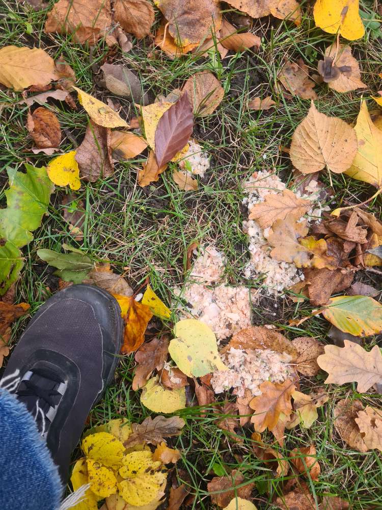 Giftköder-Fisch ausgelegt-Profilbild