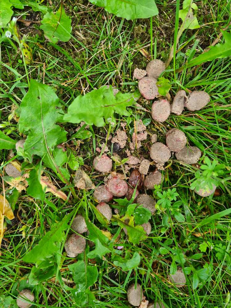 Giftköder-Futter (mit Gift?) ausgelegt.-Profilbild