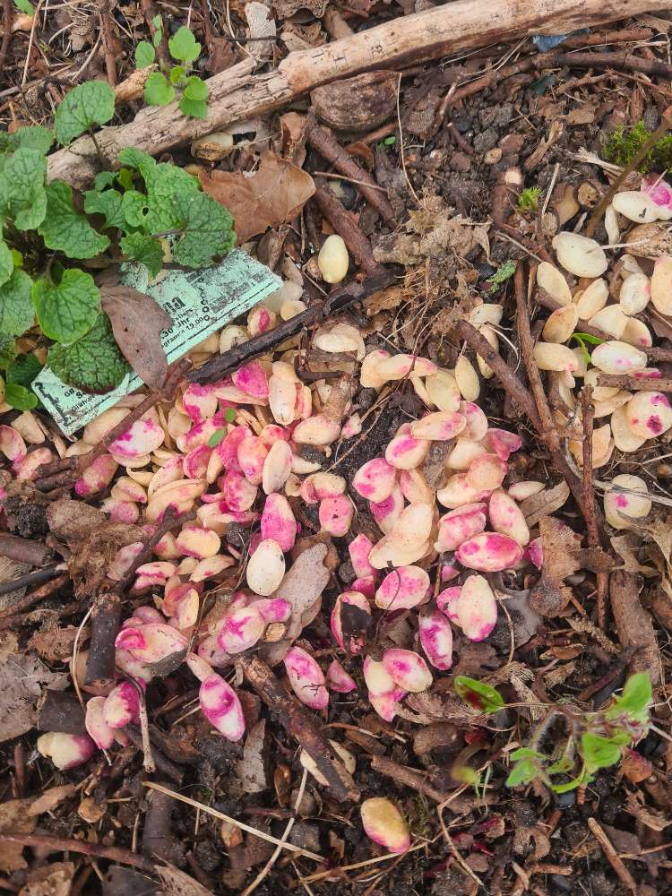 Giftköder-Rattengift auf Mandelsplittern-Profilbild