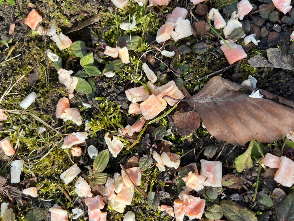 Giftköder-Mögliche Giftköder-Profilbild