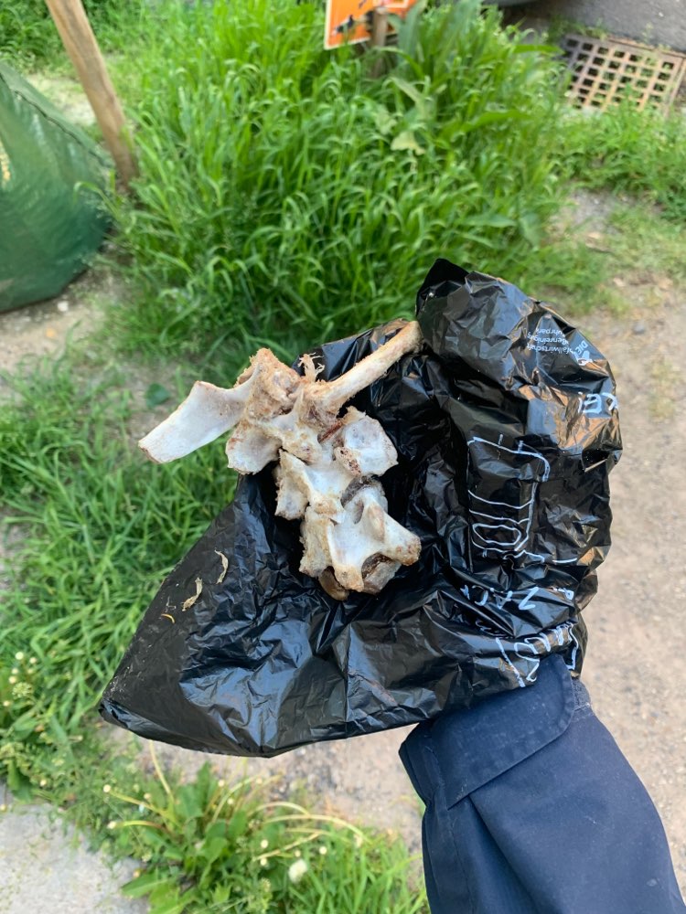 Giftköder-Große Knochen ausgelegt @Landsteinerg.-Profilbild