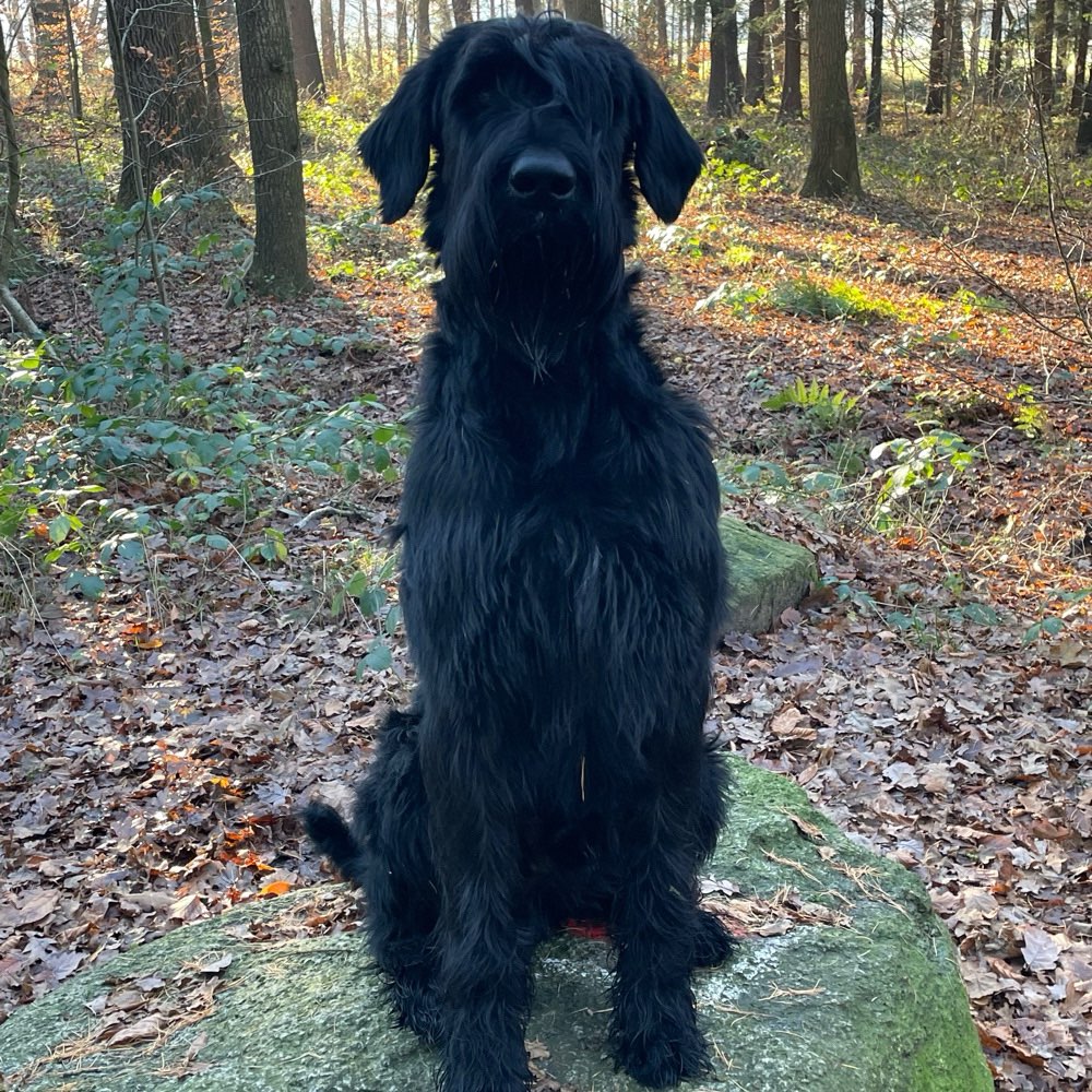 Hundetreffen-Spielkamerad gesucht-Profilbild