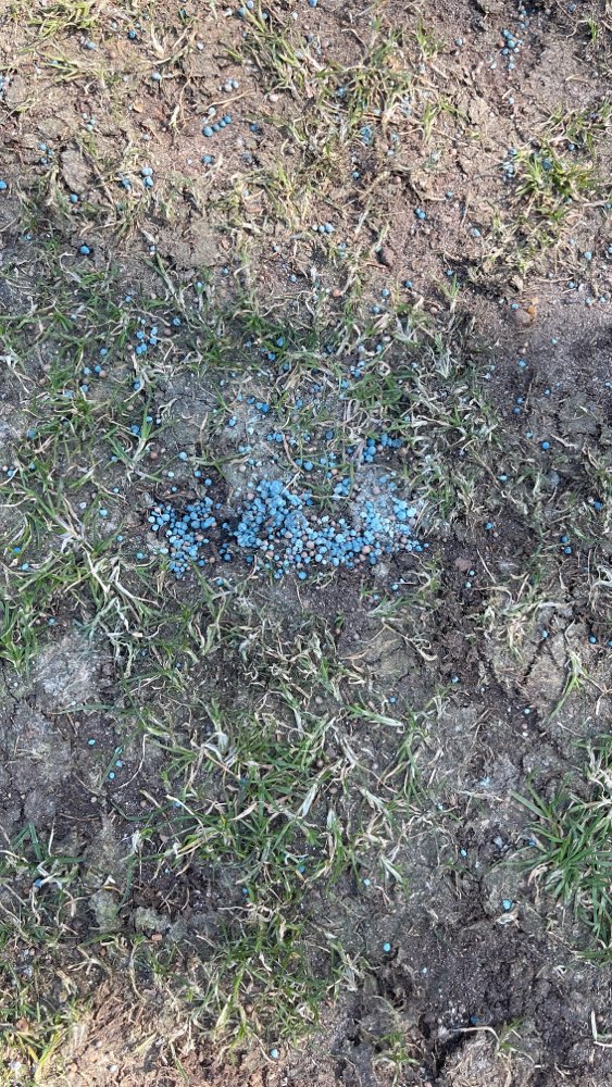 Giftköder-Blaukorn überall auf dem Domplatz?!-Profilbild