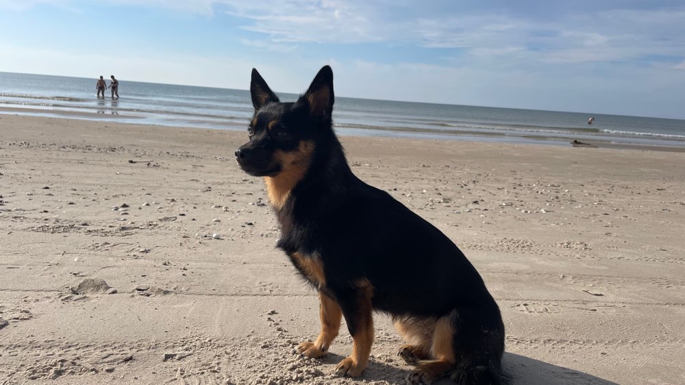 Hundetreffen-Social walk- Gassi Runde-Profilbild