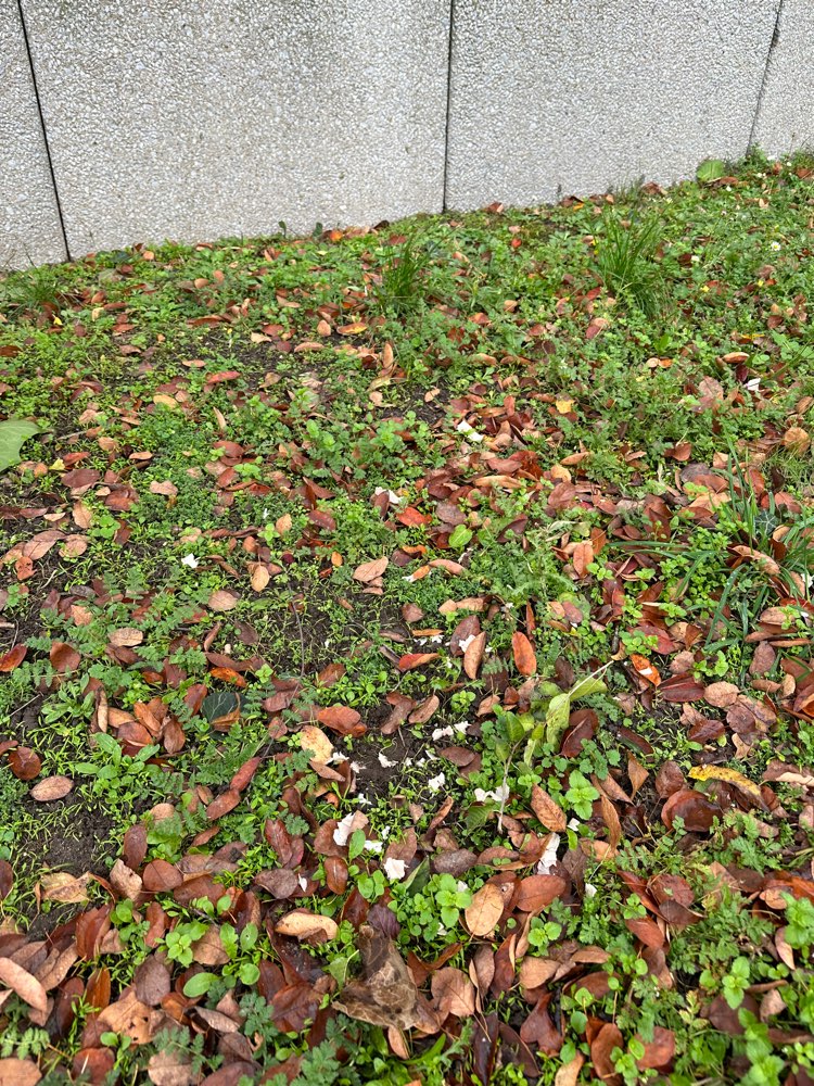 Giftköder-Ausgelegte / verteilte Putenbrust-Profilbild