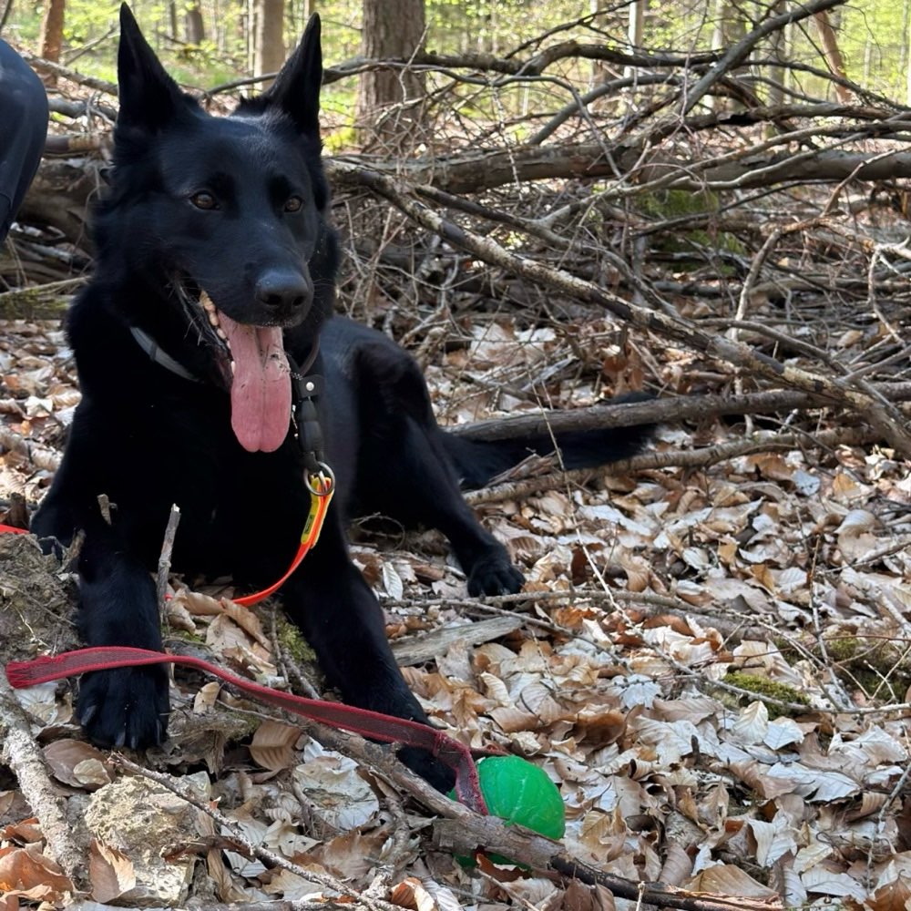 Hundetreffen-🐾 Suche Trainingspartner für Begegnungstraining mit meiner Hündin-Profilbild