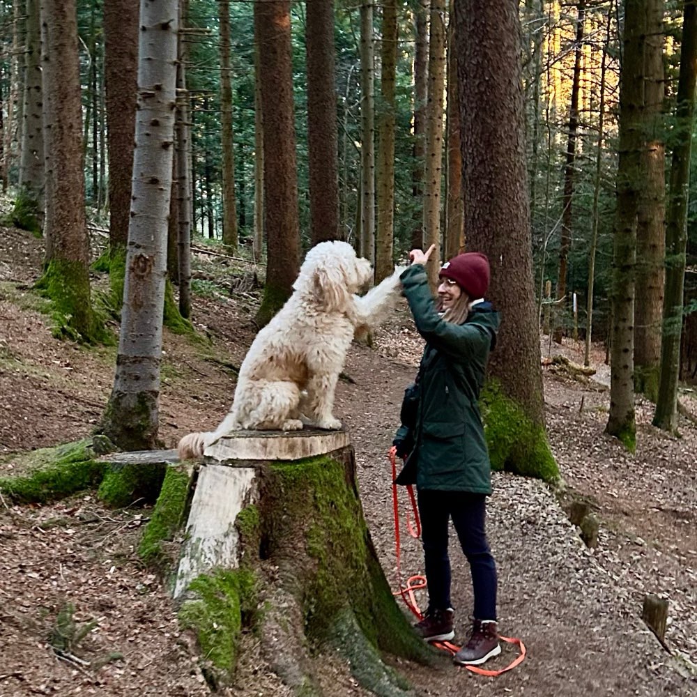 Hundetreffen-Hundebegegnungen üben-Profilbild