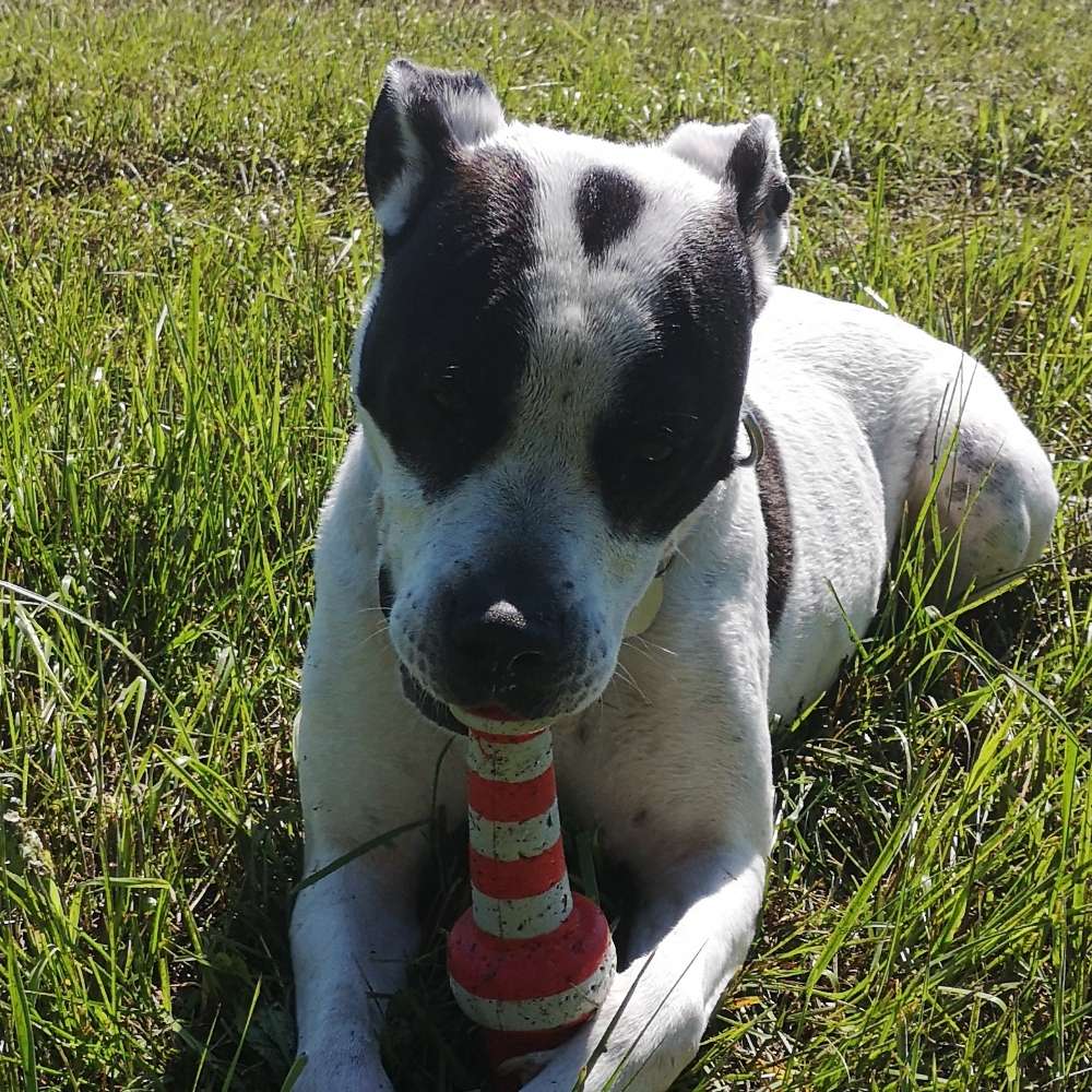 Hundetreffen-GASSI, TOBEN, WANDERN-Profilbild