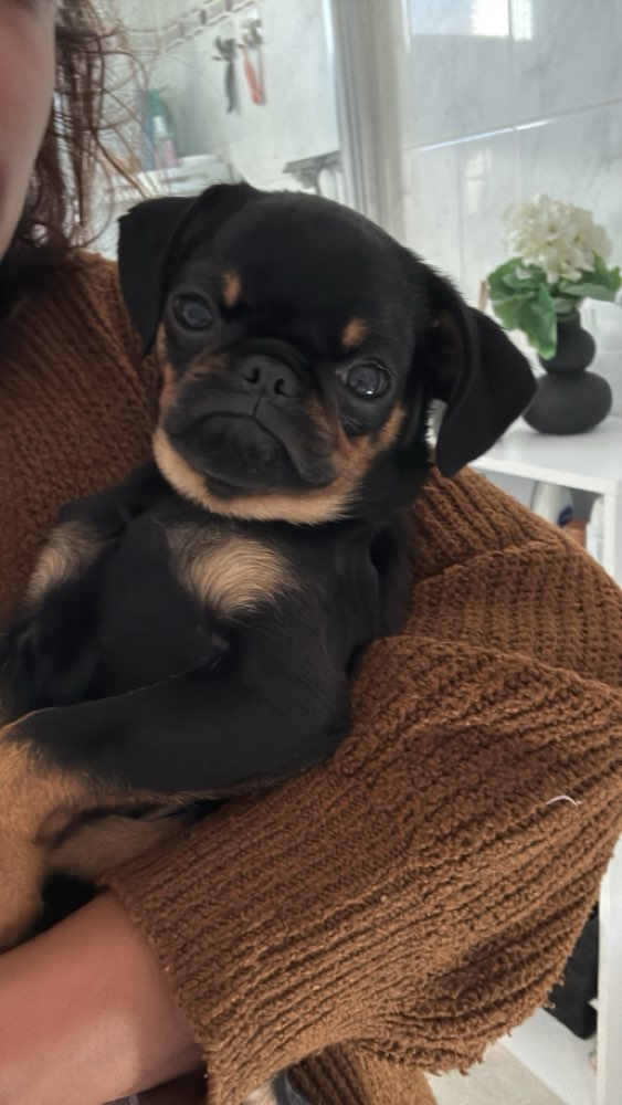 Hundetreffen-Gassirunde Henry sucht einen Spielkameraden-Profilbild