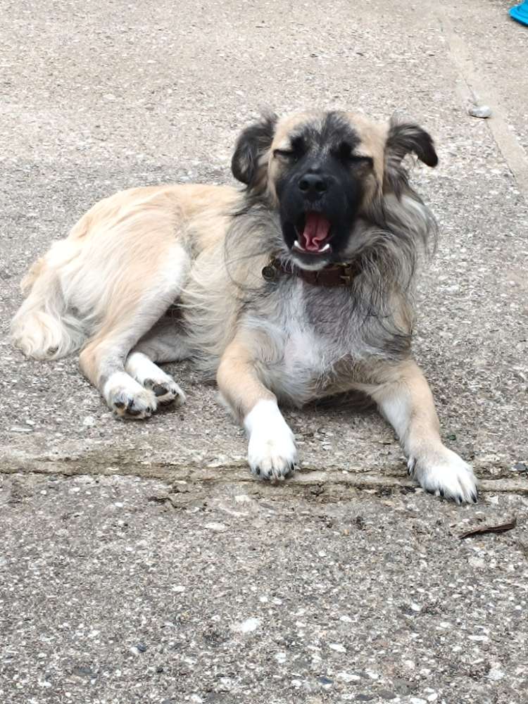 Hundetreffen-Gemeinsame Gassi Runden-Profilbild