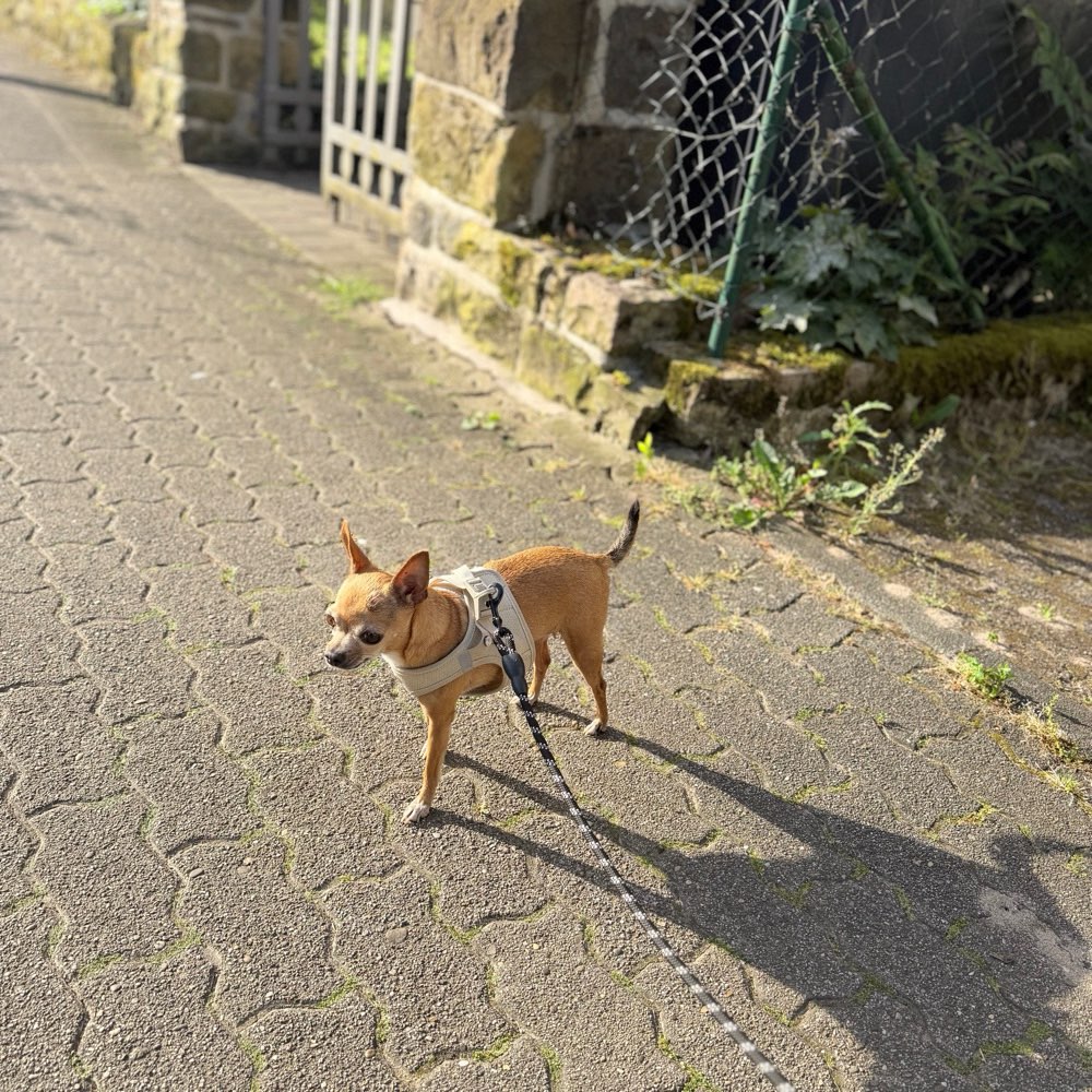 Hundetreffen-Gassi Runde-Profilbild