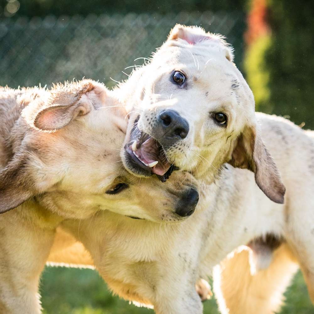 Hundetreffen-Walk and playdate-Profilbild
