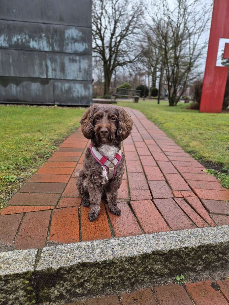 Hundetreffen-Hundetreffen-Profilbild