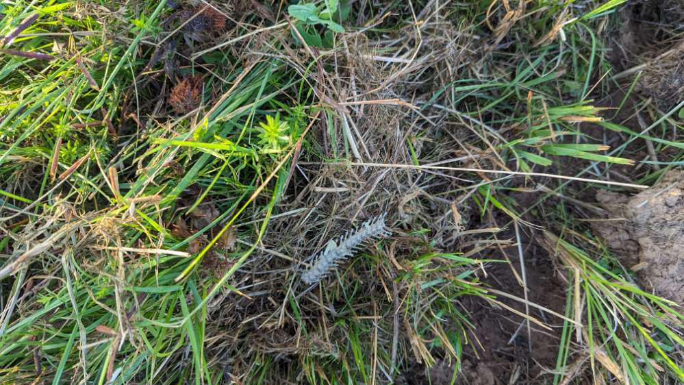 Giftköder-Köder oder Jagdabfälle-Profilbild