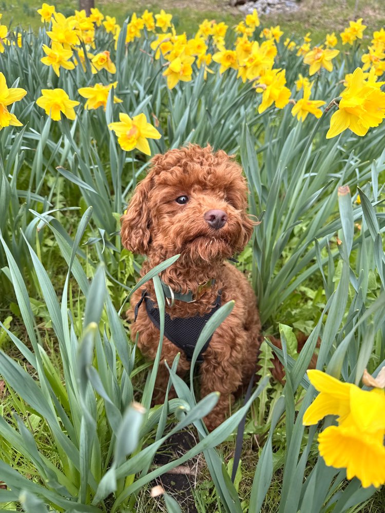 Hundetreffen-Spaziergänge und Training-Profilbild