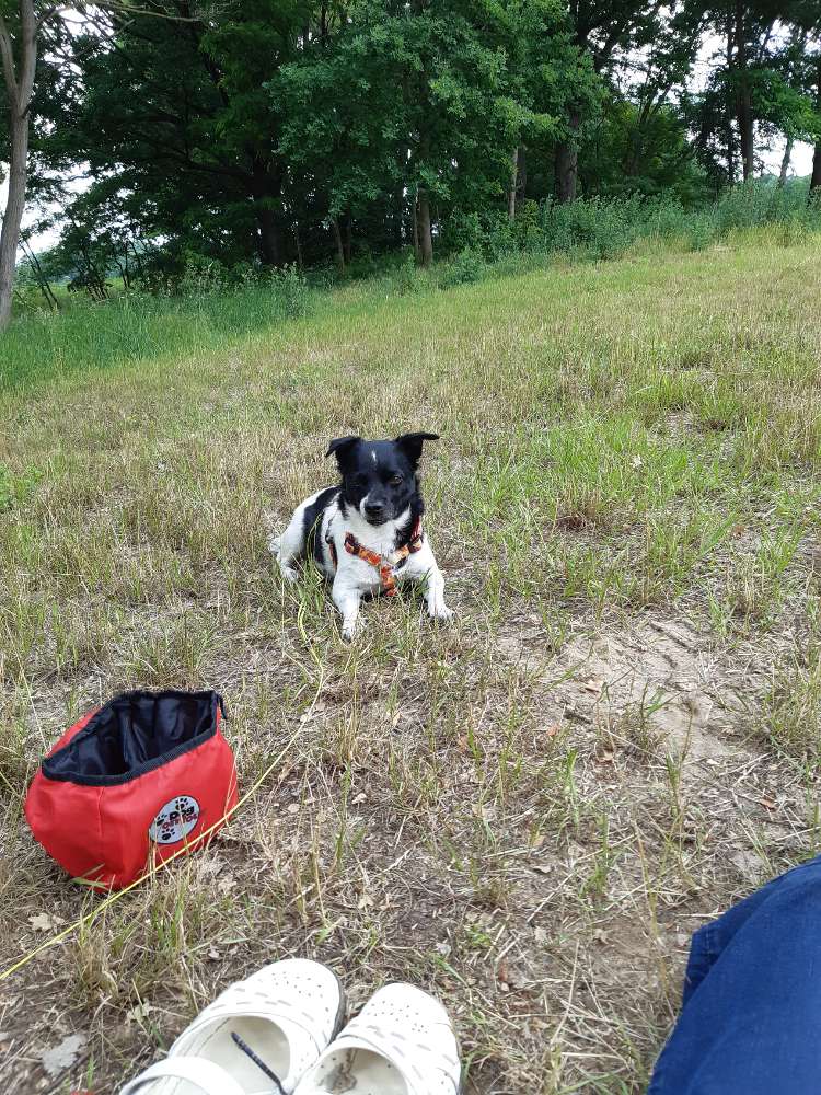 Hundetreffen-Gassirunde mit kleinen bis mittelgroßen und entspannten Hunden-Profilbild