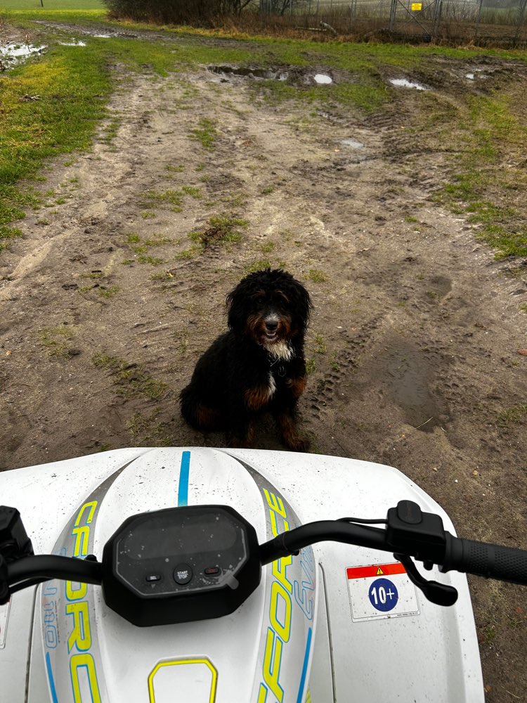 Hundetreffen-Spiel treffen vormittags-Profilbild