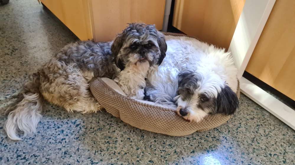 Hundetreffen-kleine Spielgefährten gesucht-Profilbild