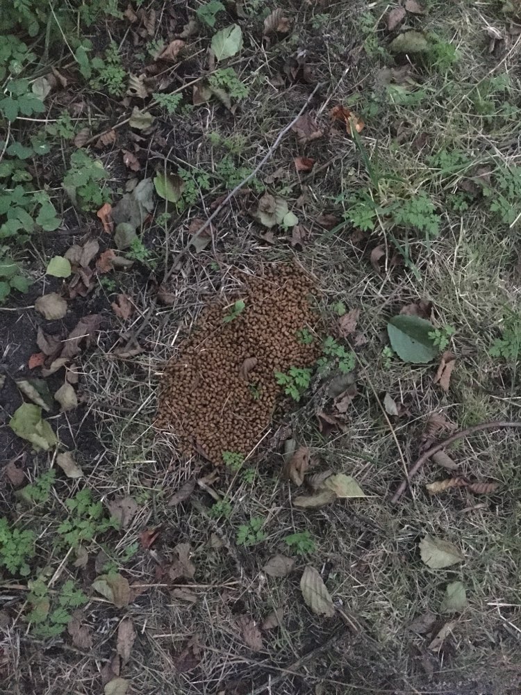 Giftköder-Ausgelegtes Futter-Profilbild