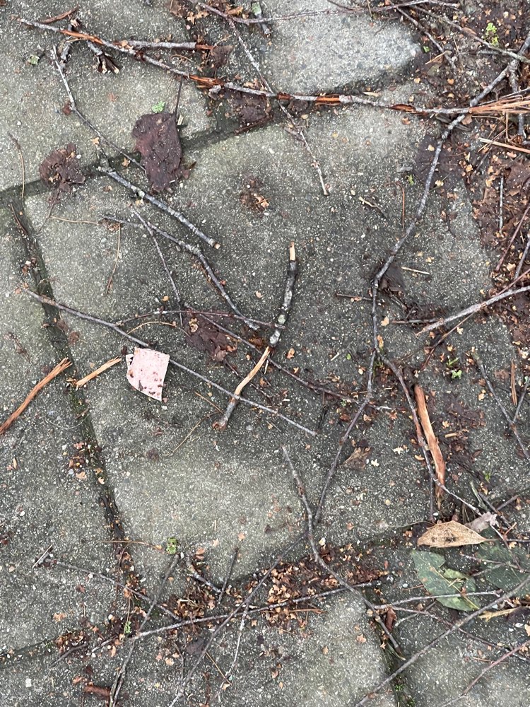 Giftköder-Möglicher Giftköder im Forstweg-Profilbild