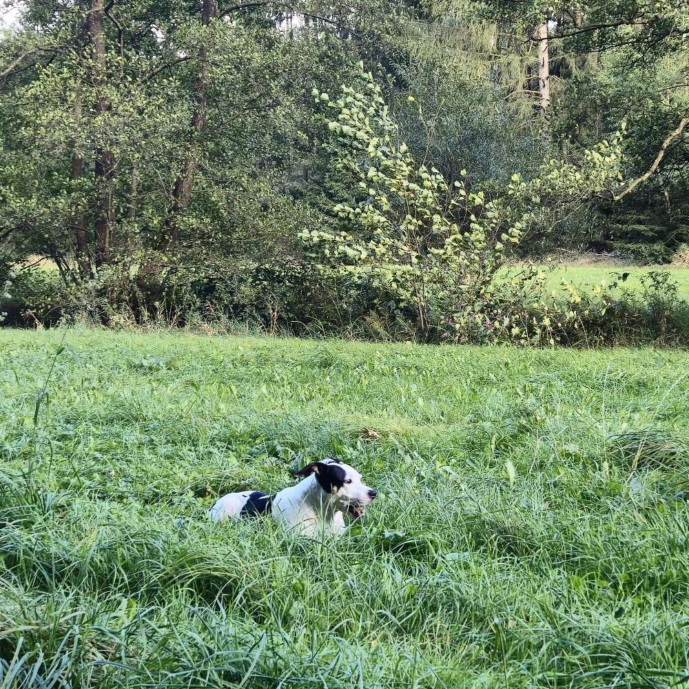 Hundetreffen-Gemütlicher Spaziergang-Profilbild