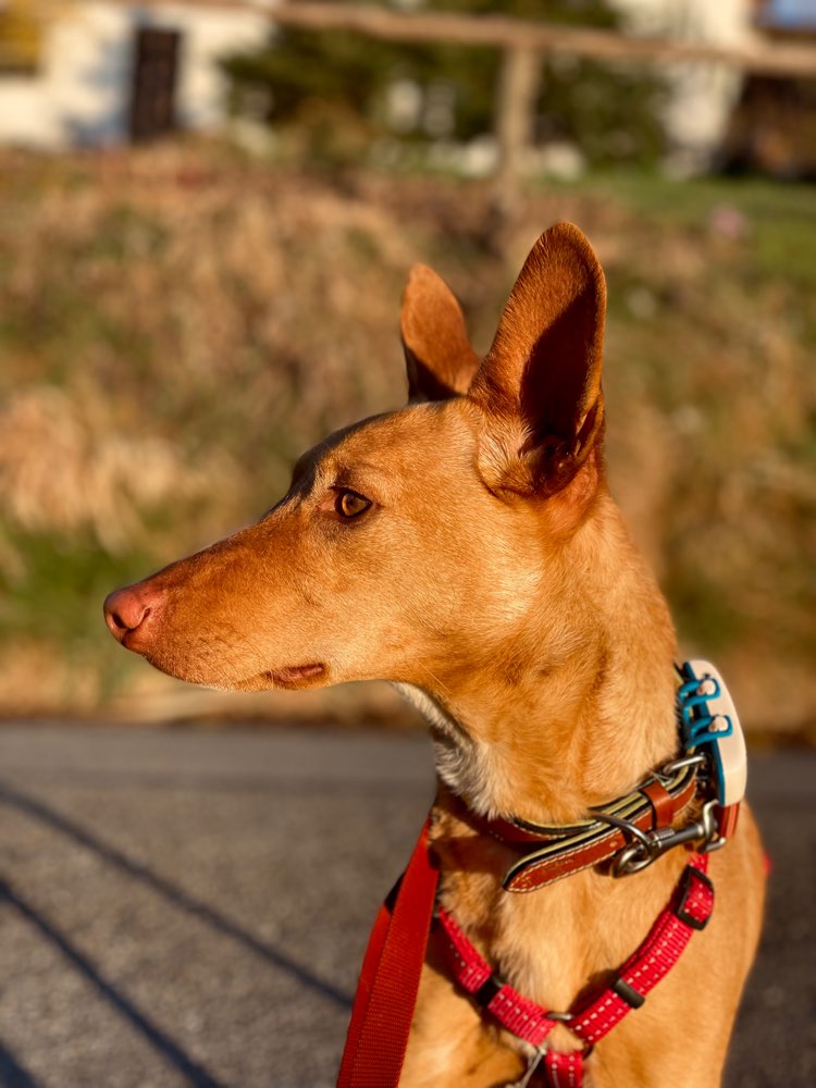 Hundetreffen-Sozial Walk-Profilbild