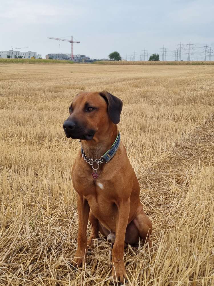 Hundetreffen-Spielfreude-Profilbild