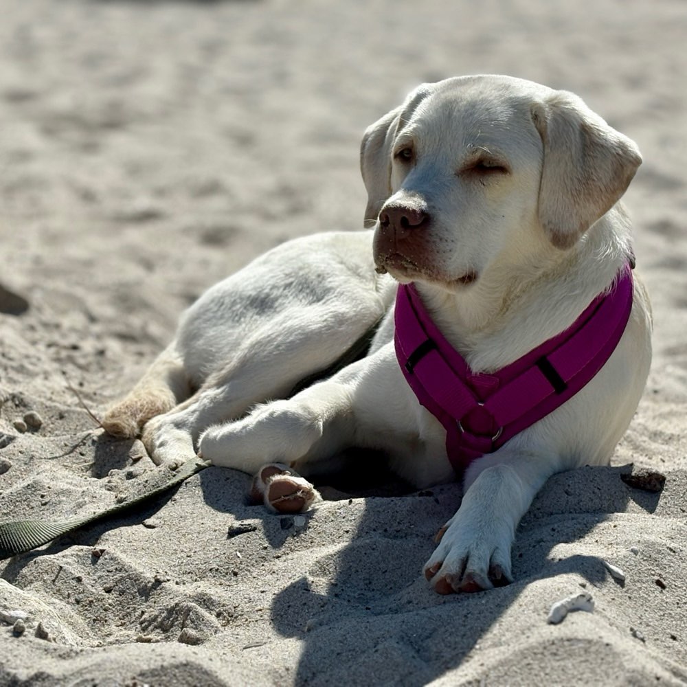 Hundetreffen-Phoebe sucht Hundefreund/innen :)-Profilbild