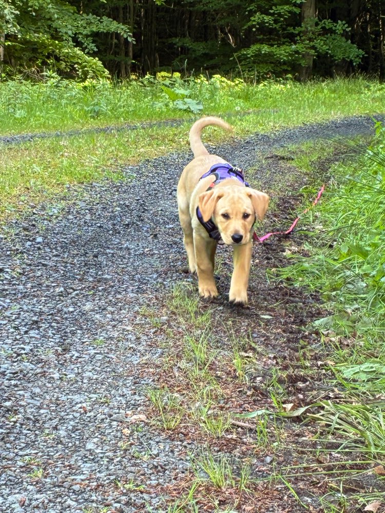 Hundetreffen-Welpentreff Ortenberg-Profilbild