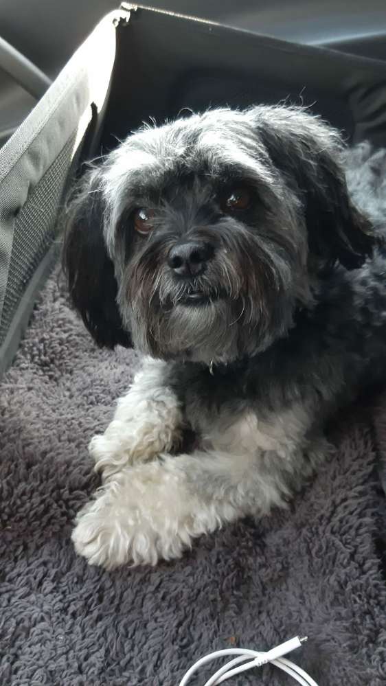 Hundetreffen-Gassirunde für kleine Rassen-Profilbild