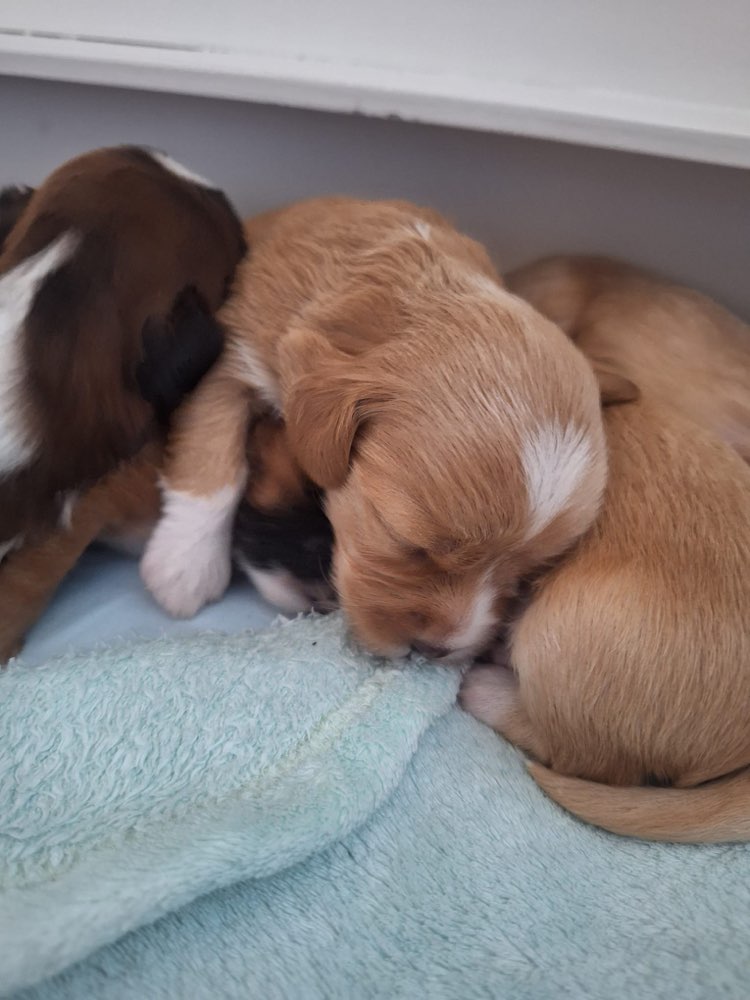 Hundetreffen-Welpengruppe kleine Hunderassen ab August-Profilbild