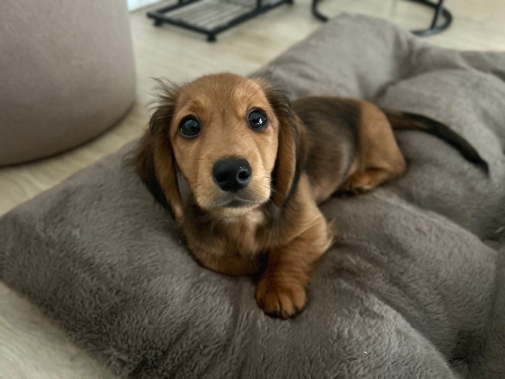 Hundetreffen-Ruhiger, souveräner Hund als Social-Walk-Partner für Welpen gesucht-Profilbild