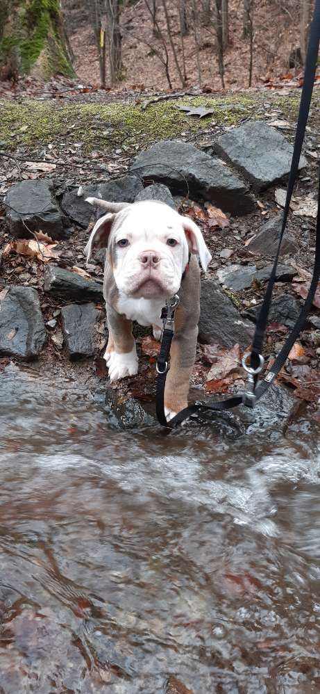 Hundetreffen-Welpentreffen-Profilbild