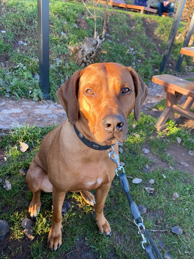 Hundetreffen-Spazieren und spielen für größere Hunde am Naturfreundehaus Böhl-Profilbild