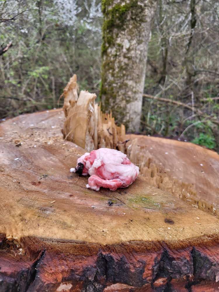 Giftköder-Rohes Fleisch auf Baumstamm direkt-Profilbild