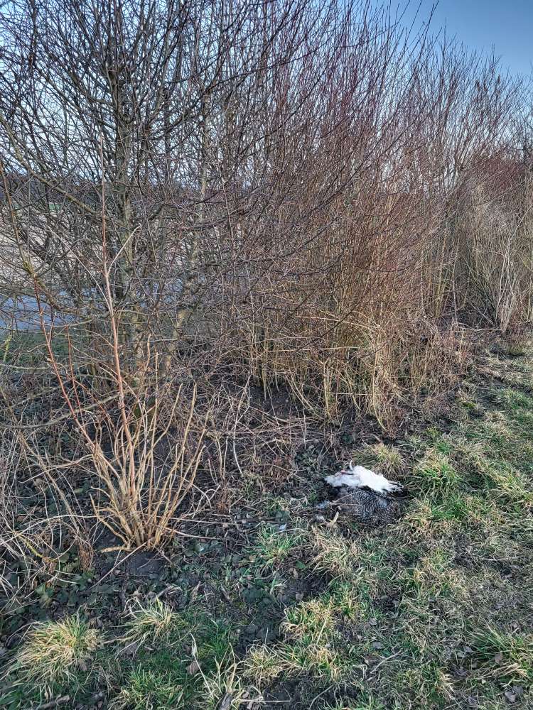 Giftköder-Tote Hühner-Profilbild