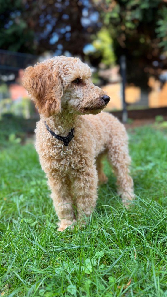 Hundetreffen-Welpentreffen-Profilbild