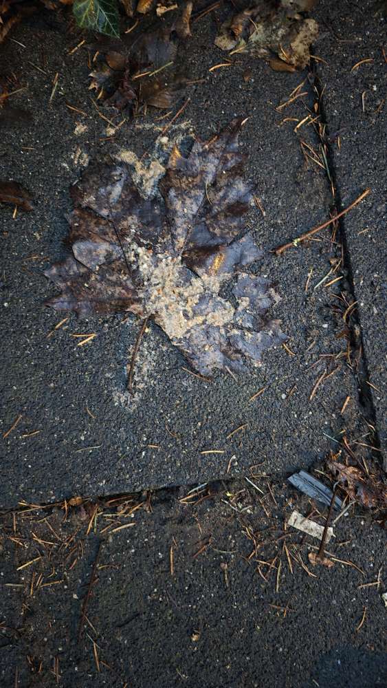 Giftköder-Vermutlich Giftköder ausgelegt-Profilbild