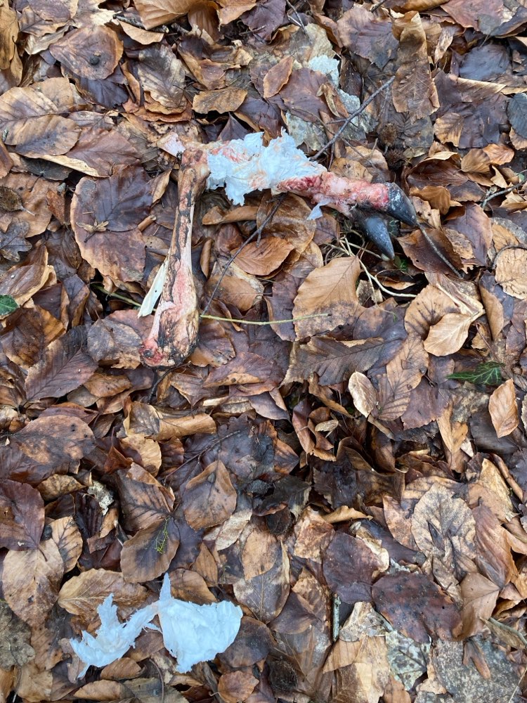 Giftköder-Bein von Wild-Profilbild