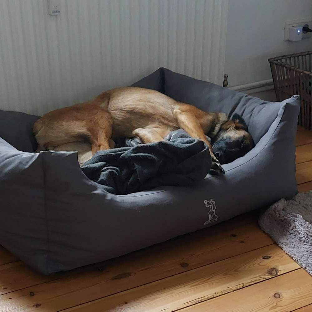 Hundetreffen-Kira sucht Betreuung Übergangsweise-Profilbild